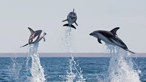 Delfiny są piekielnie inteligentne. Łapią ryby w niezwykły sposób