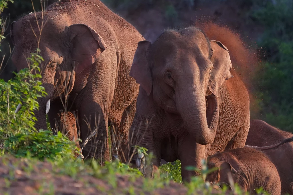 Nie jest jasne, z jakiego powodu stado słoni opuściło rezerwat