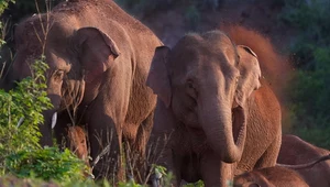 ​Ponad 150 tys. ludzi ewakuowano, bo słonie wracają do domu