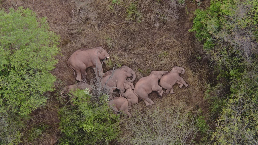 Wędrujące słonie przez kilkanaście miesięcy zniszczyły uprawy warte miliony dolarów