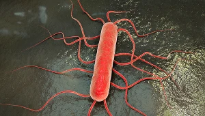Listerioza to poważna choroba zakaźna. Nawet 30-40 proc. przypadków kończy się śmiercią 