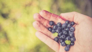 Nie zapominaj o myciu owoców - mogą znajdować się na nich jaja bąblowca