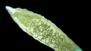 W Polsce do zakażeń dochodzi podczas kąpieli w dzikich kąpieliskach