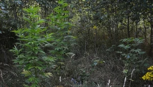 Wpadli w ręce policji podczas podlewania konopi w lesie (Źródło: KPP Krotoszyn)