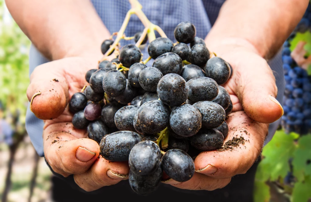 Winogrona kuszą smakiem i zapachem, ale także licznymi wartościami odżywczymi