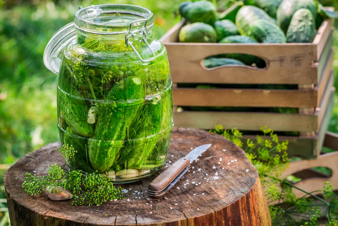 Sprawdź, jak zrobić ogórki kiszone