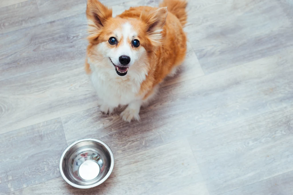 Ile razy dziennie karmić psa?