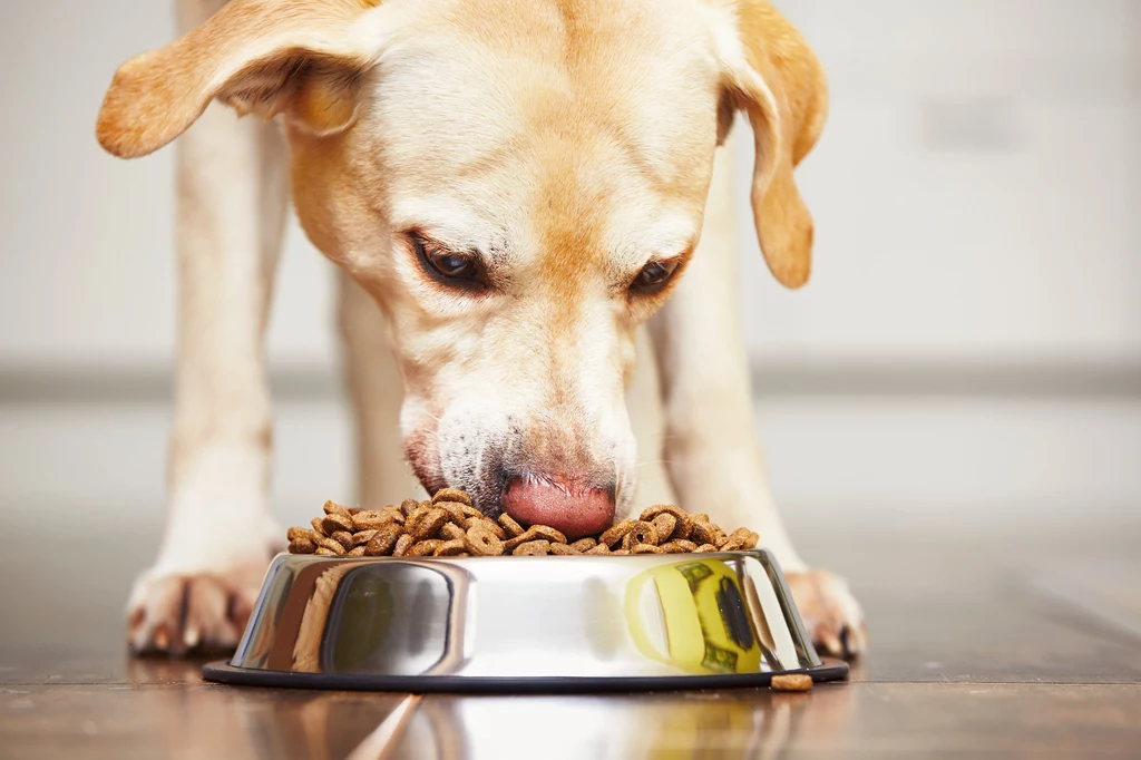 Dorosłe psy powinny otrzymywać pokarm raz-dwa razy dziennie z dala od kociej stołówki