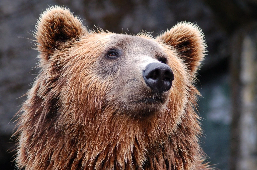 Niedźwiedzie dokarmiane miodem cierpiały na hiperglikemię
