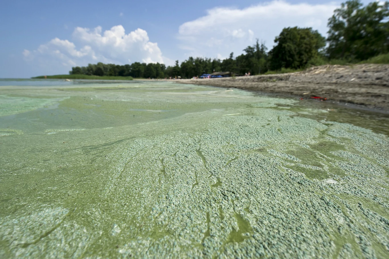 Zakwity sinic sprawiają, że morza zmieniają się w pozbawione tlenu martwe strefy