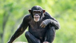 Przełomowe badanie: ​Małpy naczelne witają się i żegnają podobnie, jak ludzie