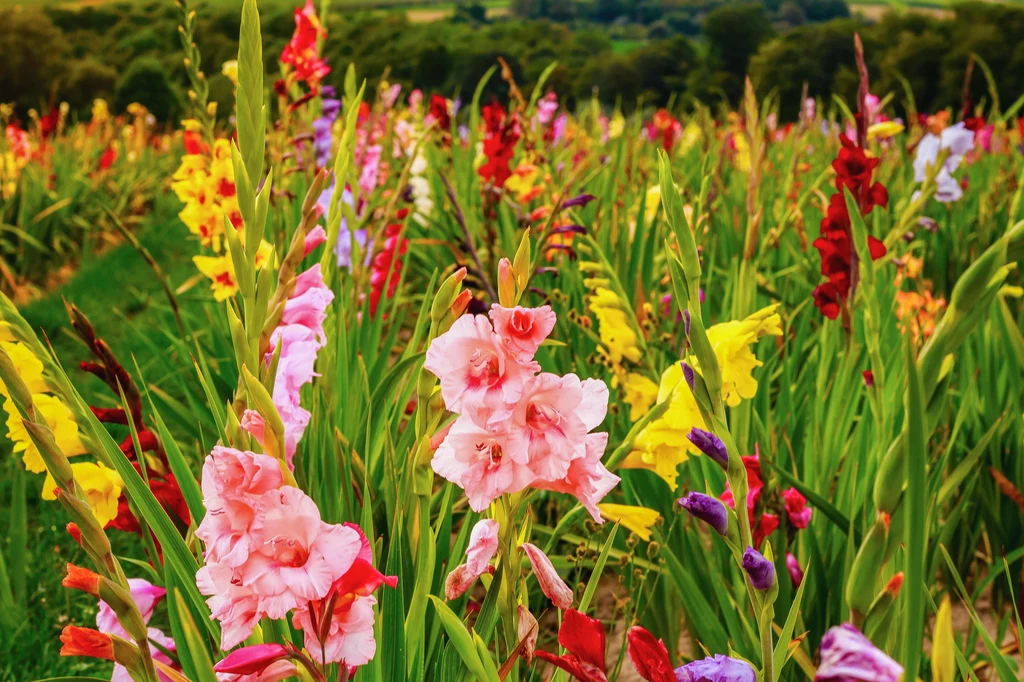 Gladiole: sadzenie, uprawa, zimowanie