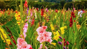 Gladiole: Sadzenie, uprawa, zimowanie