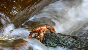 Inwazyjne gatunki wodne: Nierówna walka o polskie ekosystemy