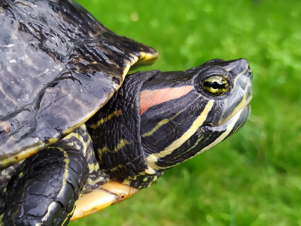 Żółw czerwonolicy - jeden z podgatunków inwazyjnego żółwia ozdobnego
