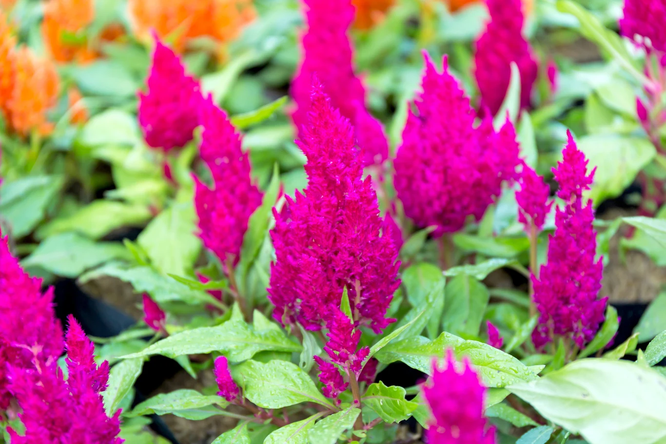 Celozja pierzasta to jedna z roślin, które będzie zdobić ogród do listopada Celozja pierzasta to jedna z roślin, które będzie zdobić ogród do listopada