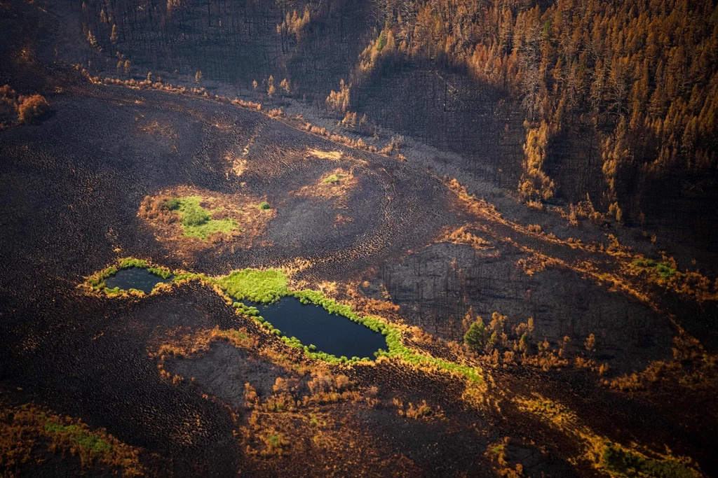  Rejon lasu w okolicach Ułusu gornego, który spalił się w lipcu 
