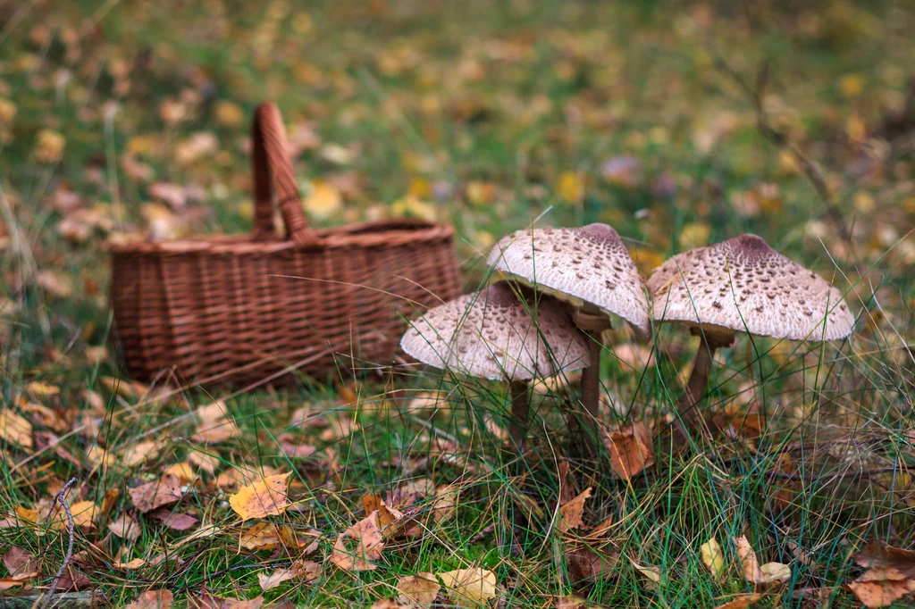 Kania, sowa, parasolnik, czubaj — macrolepiota procera doczekał się w Polsce wielu określeń