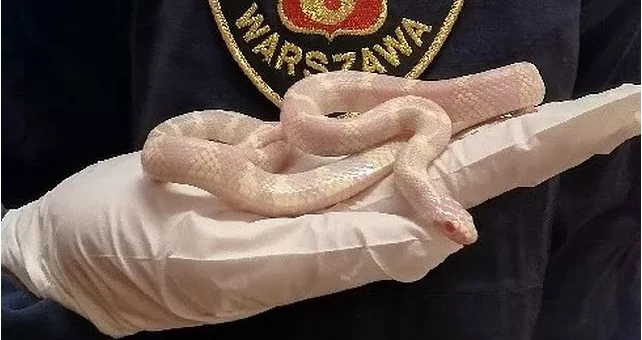 Wąż zbożowy albinos znaleziony przez mieszkańca Gocławka Wąż zbożowy albinos znaleziony przez mieszkańca Gocławka