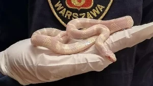 Wąż zbożowy albinos znaleziony przez mieszkańca Gocławka