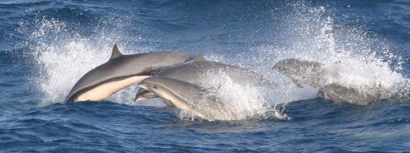 Delfiny malajskie.