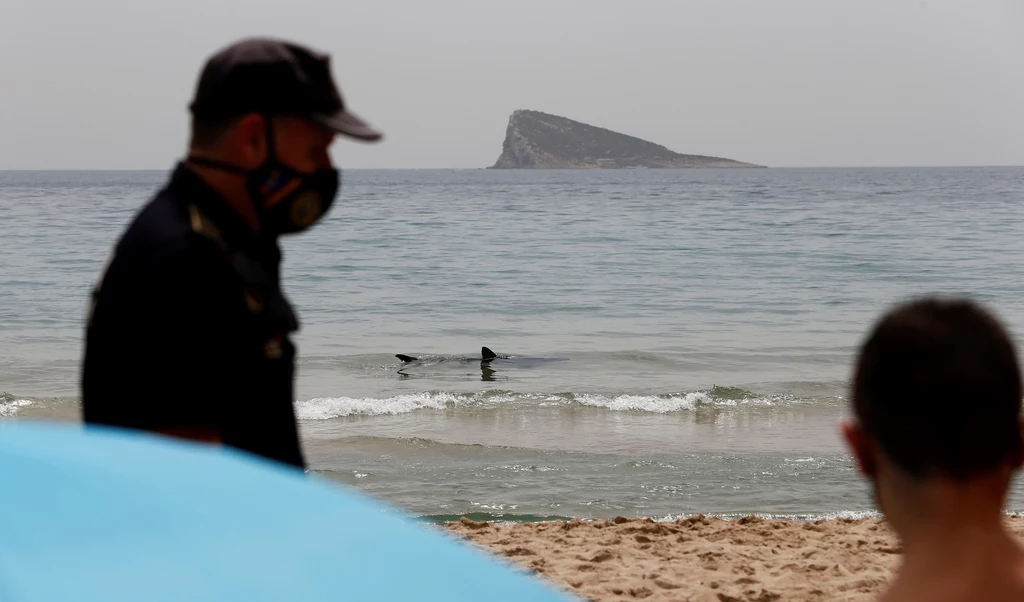 Rekin podpłynął do plaży w Walencji Rekin podpłynął do plaży w Walencji