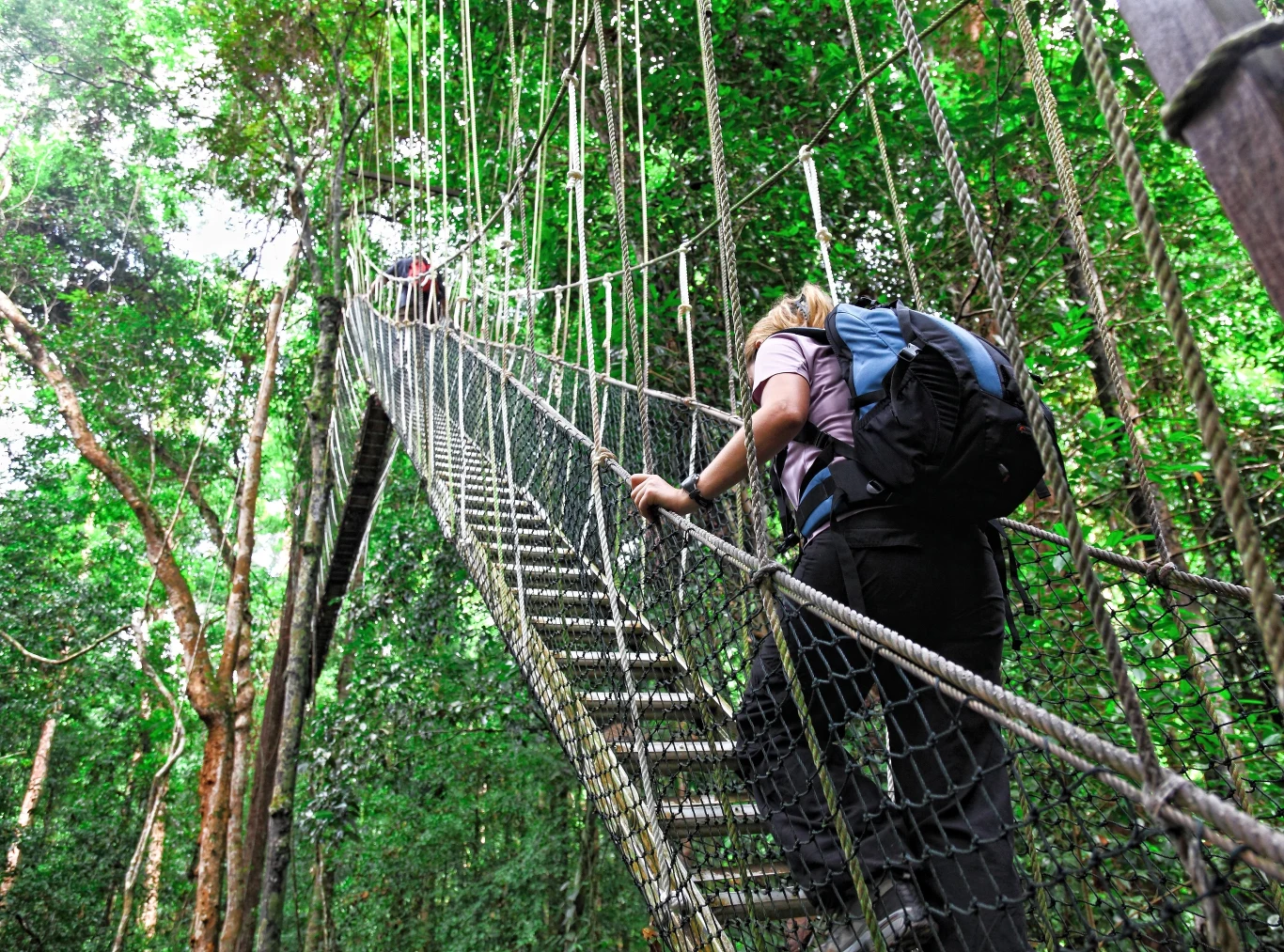 Malezja przyciąga turystów z całego świata. Popularnością cieszą się miejsca takie jak park narodowy Taman Negara oraz górskie szczyty. Malezja, Taman Negara
