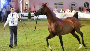 Ogier Equator sprzedany za 450 tysięcy euro