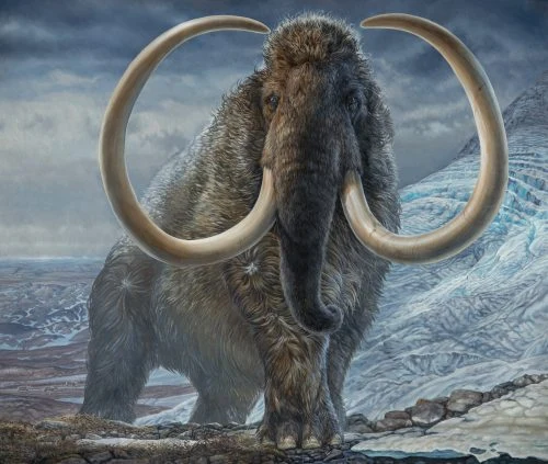 Mamuty przemierzały tysiące kilometrów. Obraz Jamesa Havensa ze zbiorów Muzeum University of Alaska Fairbanks Mamuty przemierzały tysiące kilometrów. Obraz Jamesa Havensa ze zbiorów Muzeum University of Alaska Fairbanks