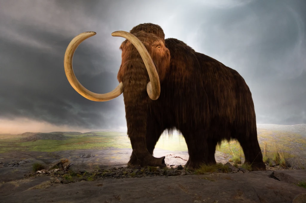 Kieł badanego mamuta pochodził sprzed 17 tys. lat
