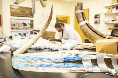 Analiza izotopów kła mamuta. Fot. JR Ancheta