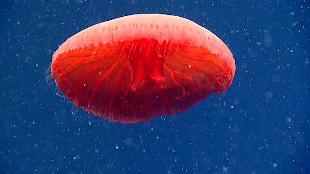 Nowy gatunek meduzy odkryty przez badaczy NOAA.