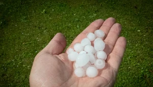 Na zdjęciu: sporych rozmiarów grad dosłownie posiekał uprawy kukurydzy