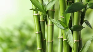 Bambus w ogrodzie: Uprawa i charakterystyka