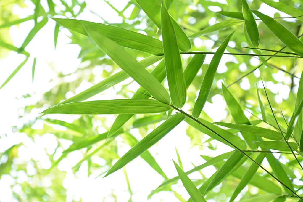 Liście bambusa mogą wyglądać inaczej w zależności od odmiany
