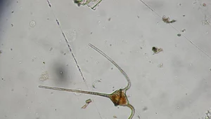 Mikroplastik hamuje wzrost mikroskopijnych zwierząt morskich