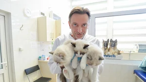 In vitro w służbie zagrożonych gatunków. Zespół z Wrocławia chce ratować dzikie koty 
