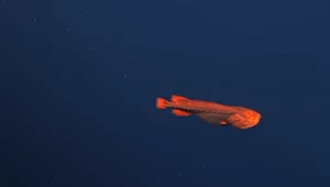 Badacze nagrali rybę, która przechodzi szokująco dziwną przemianę