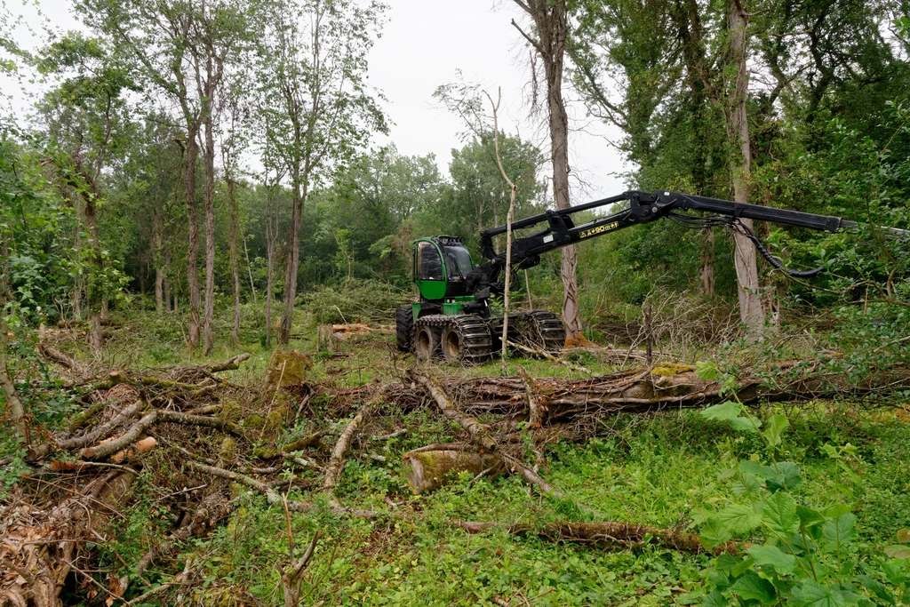 Chore lub obumarłe jesiony są wycinane co do jednego