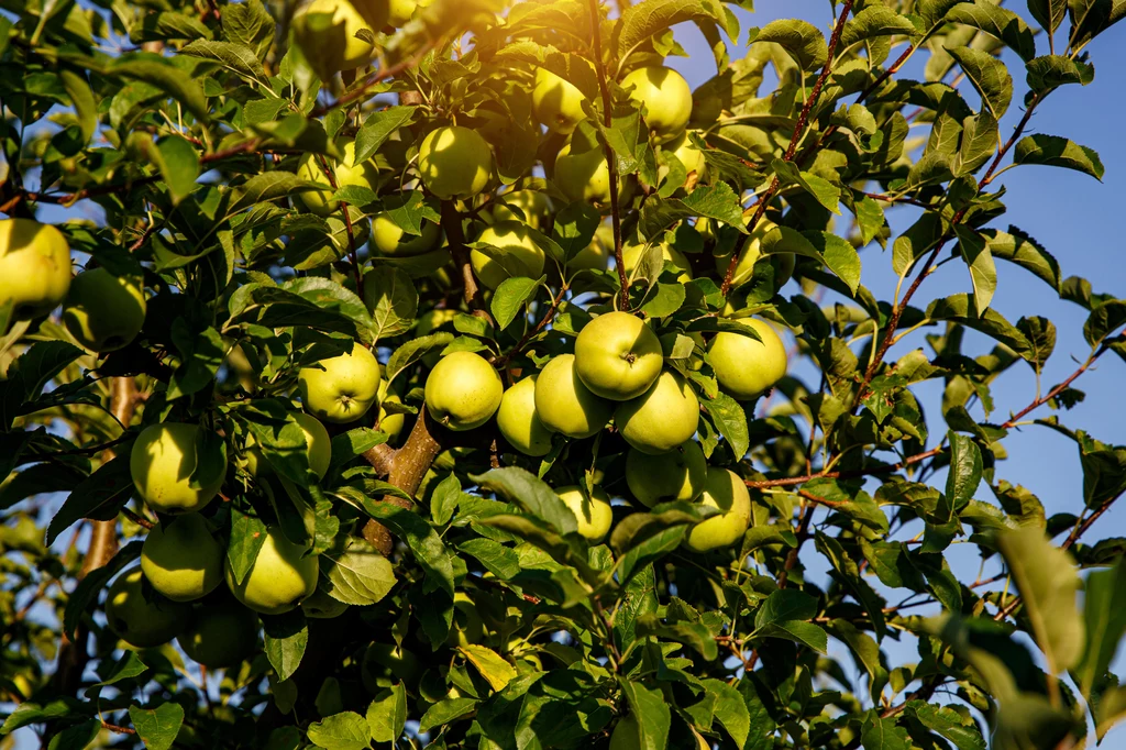 Termin przycinania jabłoni zależy od odmiany