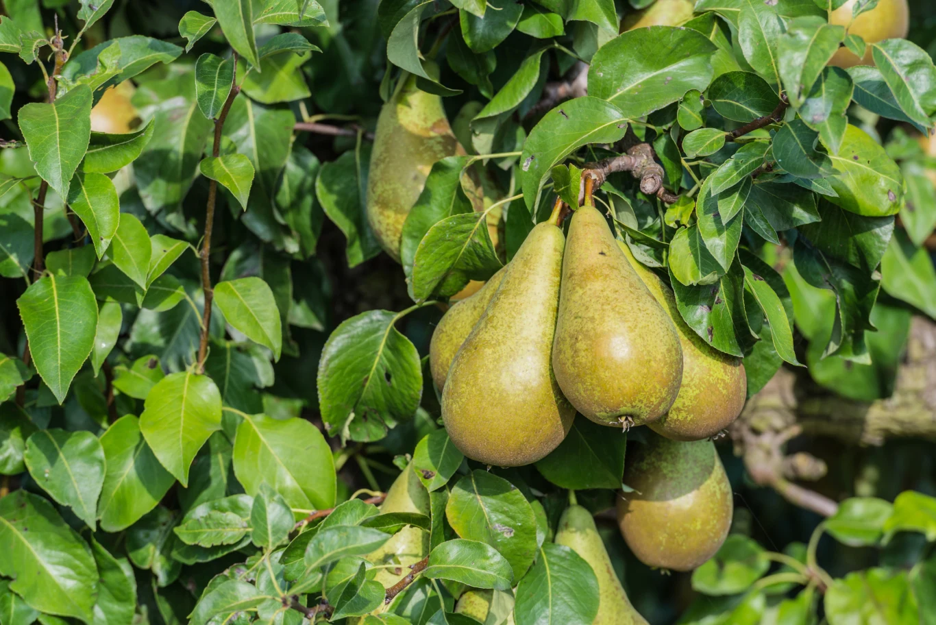 Przycinanie gruszy to jedna z rzeczy, którą trzeba zrobić w ogrodzie jeszcze w lutym. Przycinanie gruszy to jedna z rzeczy, którą trzeba zrobić w ogrodzie jeszcze w lutym.