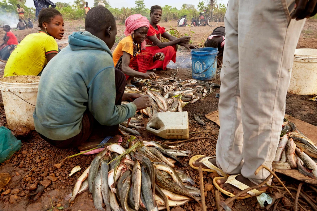 Uchodźcy i lokalni mieszkańcy w Sudanie Południowym przygotowują ryby.