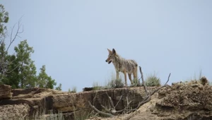 Kojoty pod wpływem narkotyków? Coraz częściej atakują ludzi