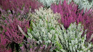 Wrzosy czy wrzośce? Co lepiej posadzić w ogrodzie i na tarasie?