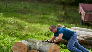 Opozycja wytyka rządowi "upolitycznienie" zarządzania gospodarką leśną. Zdj. ilustracyjne