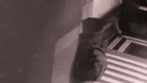 Uszkodzono drzwi wejściowe do krakowskiego biura PiS