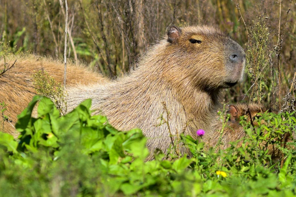 Kapibary to największe gryzonie świata. Fot. MARA SOSTI  