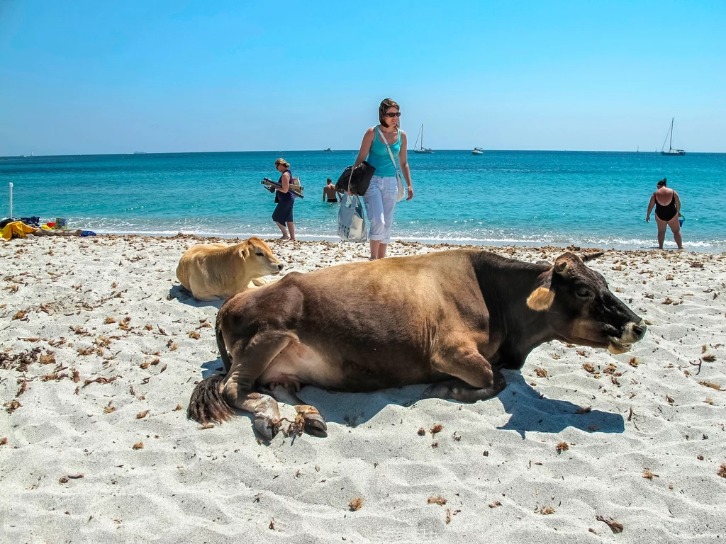 Krowy na korsykańskich plażach to normalny widok. Jak dotąd jednak nie atakowały tak często ludzi