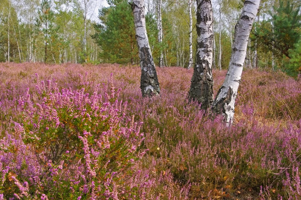 Calluna vulgaris, czyli wrzos zwyczajny rośnie w Polsce w warunkach naturalnych