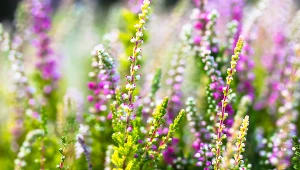 Wrzosy, aby pięknie kwitnąć, potrzebują kwaśnego podłoża